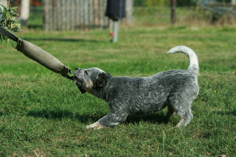 Australian Cattle Dog Puppy Playing Stock Image Image of play