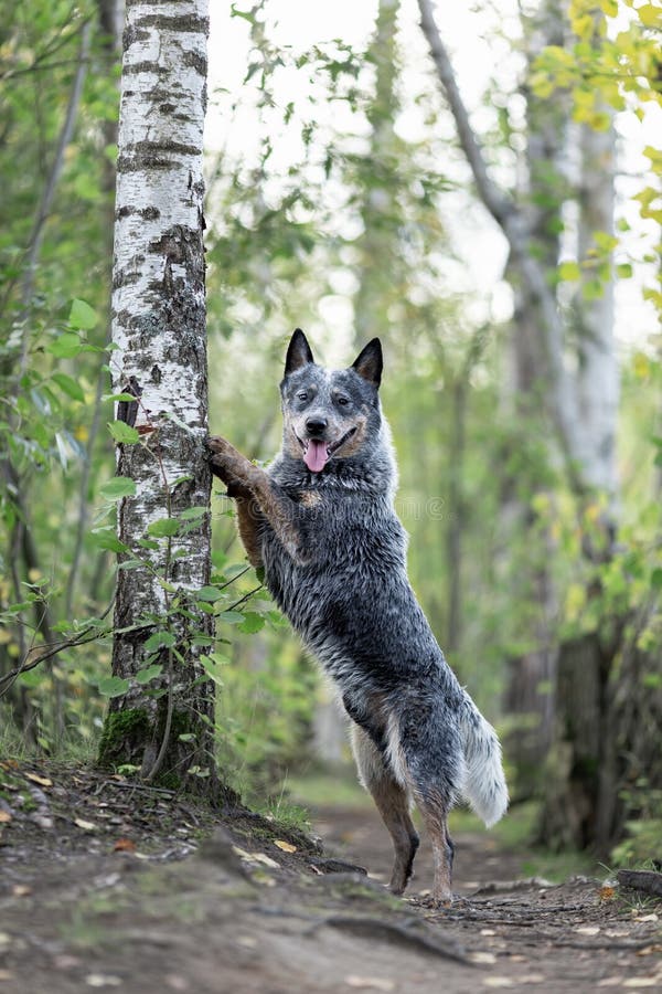 Australian Cattle Dog while Training Touch Command. Blue Heeler Stock