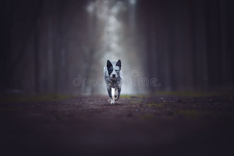 Australian Cattle Dog Walking on the Path in the Dark Forest Stock