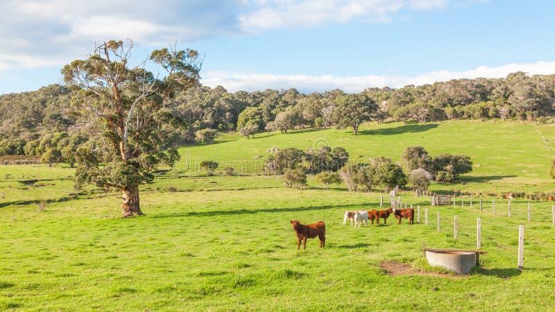 Australian Cattle Farm