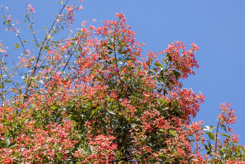 Australian Christmas Bush stock image. Image of bush 238014467