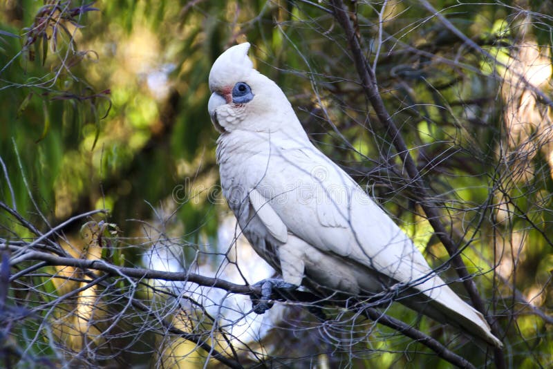 cockatoo sanctuary australia cockatoo sanctuary australia