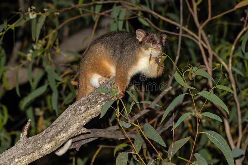Australian Common Ringtail Possum feeding on gum tree leaf tips. Ringtail possum stock images, royalty-free photos and pictures