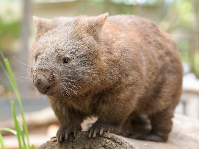 Australian common wombat stands on a log