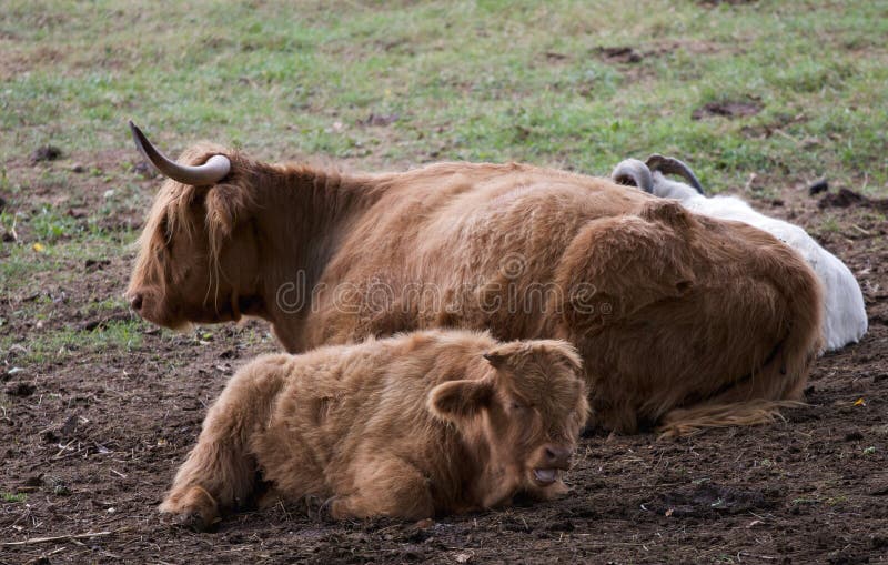 Australian cows