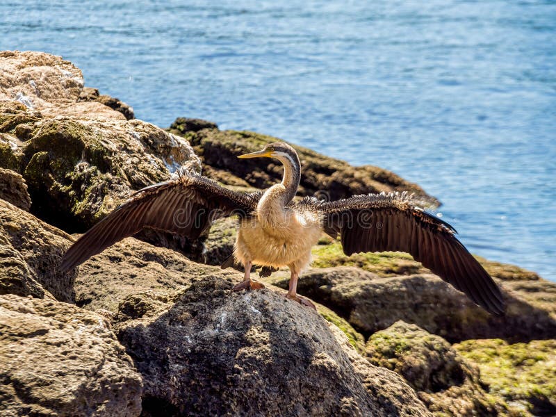 Australian Darter Water Bird Drying Its Wings on the Shore of South ...