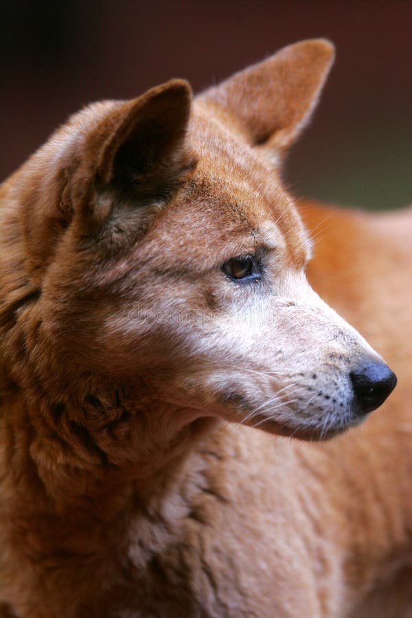 Australian Dingo stock photo. Image of wilddog, australia 4285546