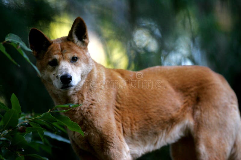 De australiano perro australiano en Salvaje.