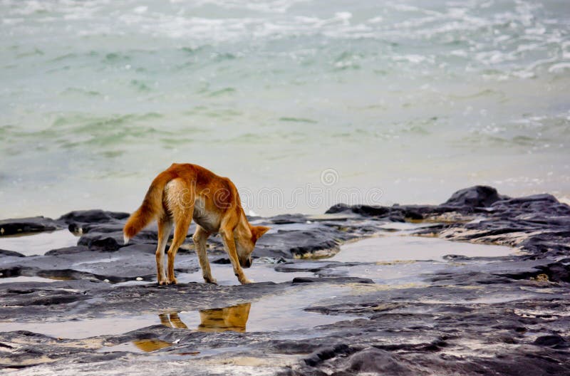 Australian Dingo at seaside rockpool stock photography Australian Dingo at seaside rockpool stock photography