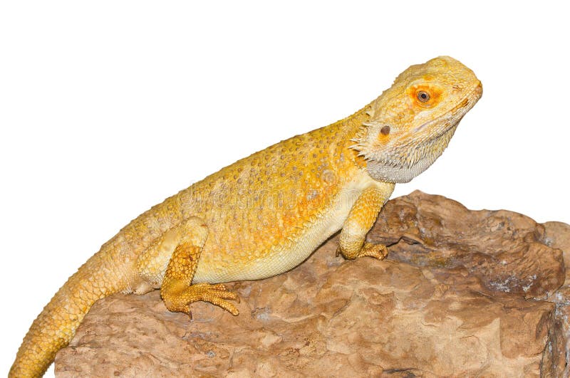 Australian dragon lizard