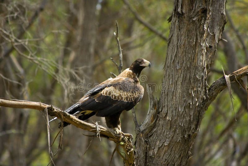 An Australian wedge-tailed eagle standing on a branch of a tree. An Australian wedge-tailed eagle standing on a branch of a tree.