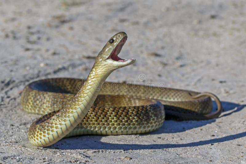 Australian Eastern Tiger Snake Stock Photo Image of aggression