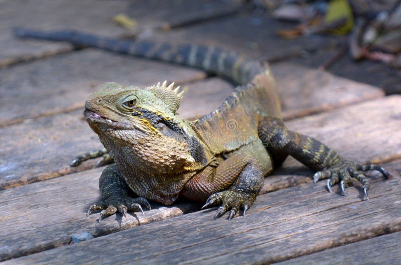 Australian Eastern Water Dragon Stock Image Image of bearded, cold