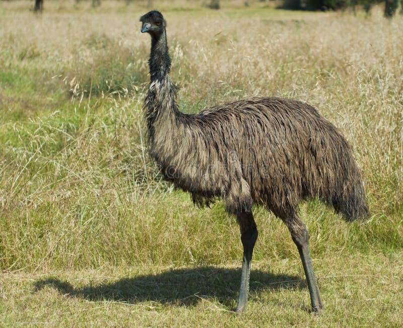 Australian Emu Standing Tall