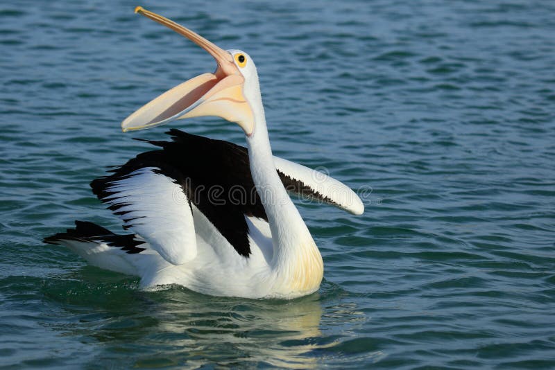 Australian Endemic Pelican