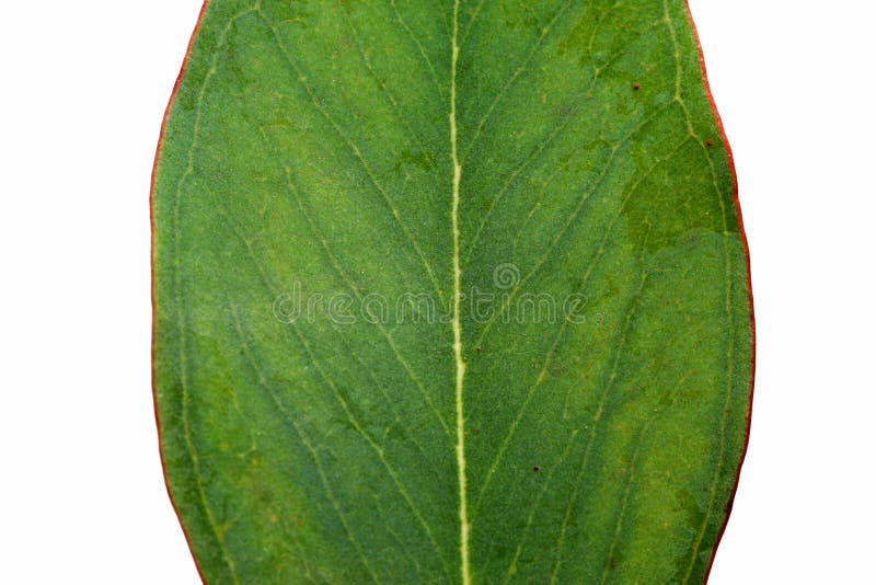 Australian Eucalyptus Leaf