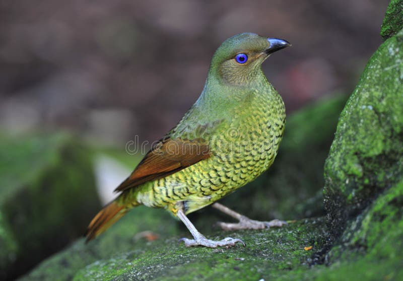 Australian Female Bower Bird,blue Mountain, Sydney Stock Image Image