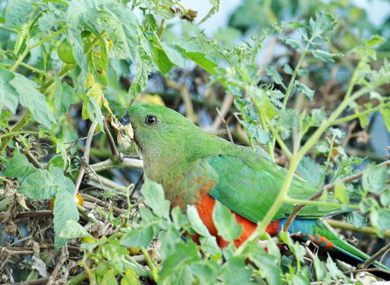 Australian female King Parrot, Alisterus Scapularis, native bird