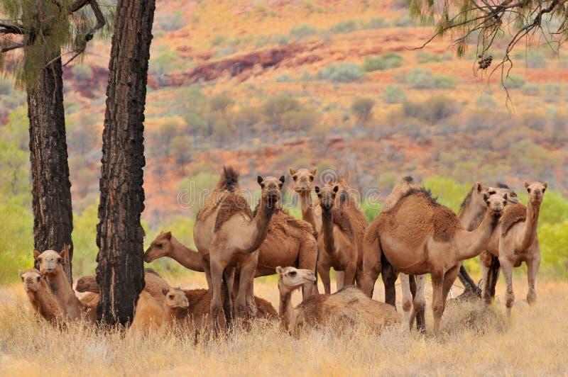 Australian feral camels, mostly dromedaries Camelus dromedarius imported into Australia from British India and Afghanistan.