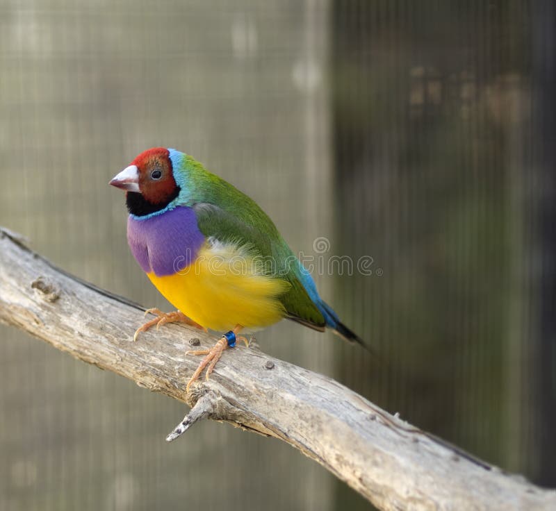 Australian finch Gouldian red headed male bird royalty free stock image Australian finch Gouldian red headed male bird royalty free stock image