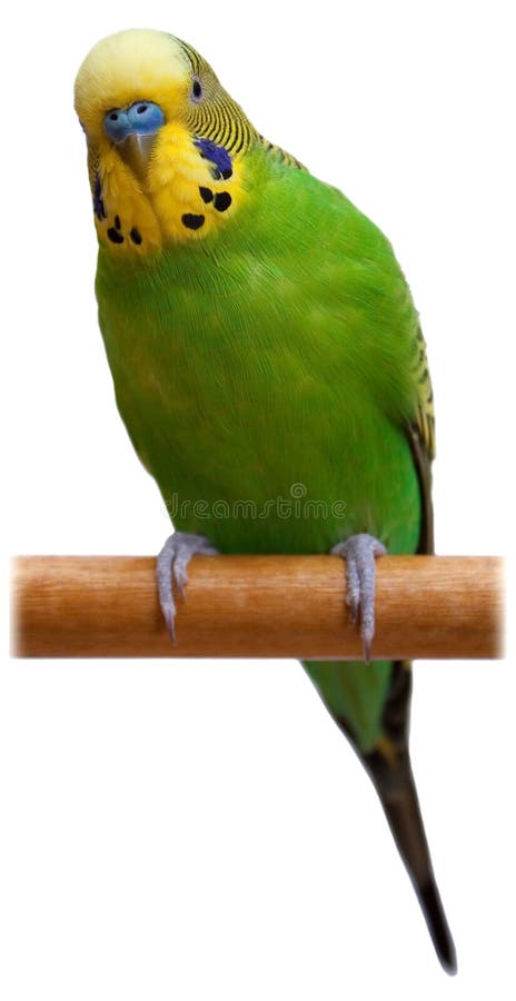 Australian Green Parrot isolated royalty free stock image