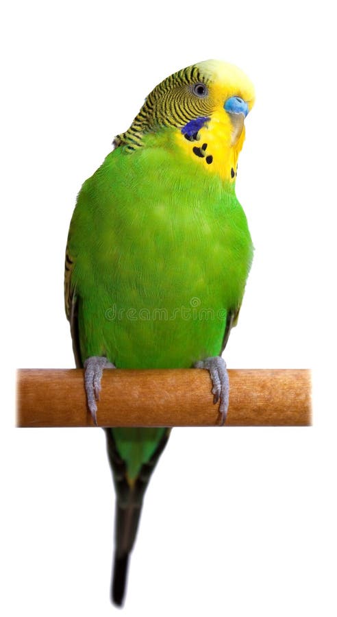 Australian Green Parrot isolated stock image