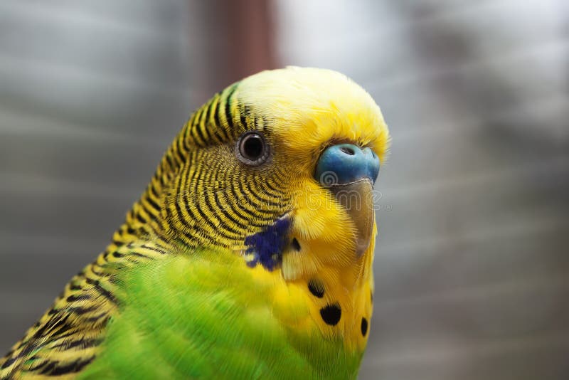 Australian Green Parrot macro 2 royalty free stock images
