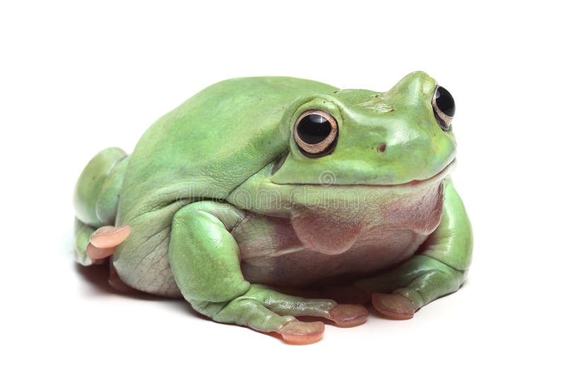Australian Green Tree Frog (Litoria Caerulea) Stock Image - of 27974643