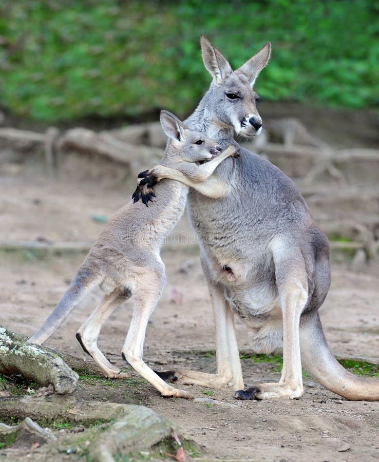 Australian grey kangaroo embraces baby or joey