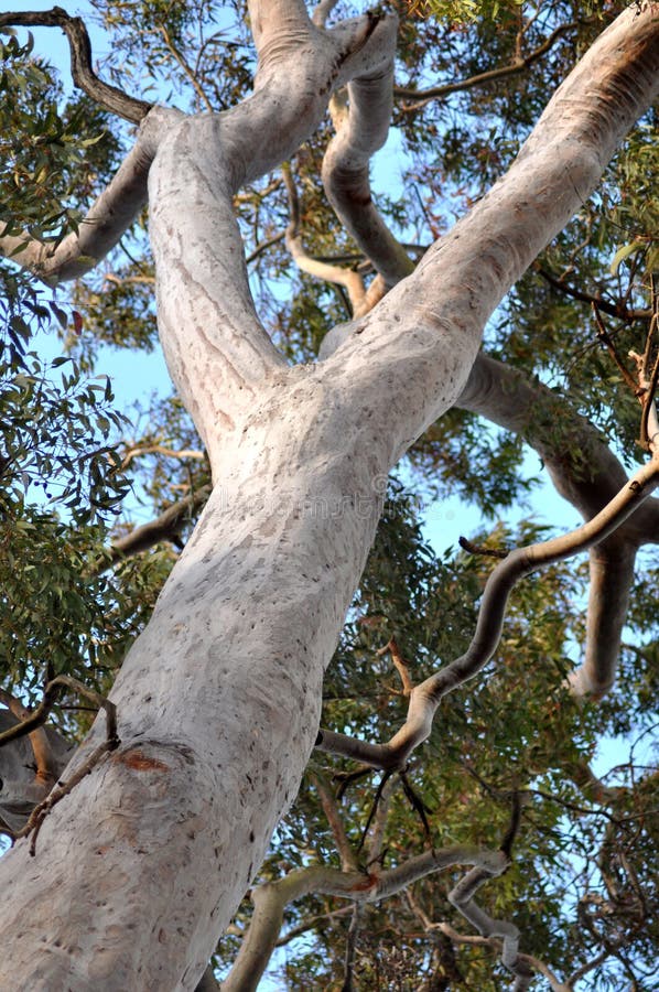 Australian Gum Tree stock photo. Image of australiana 16979432