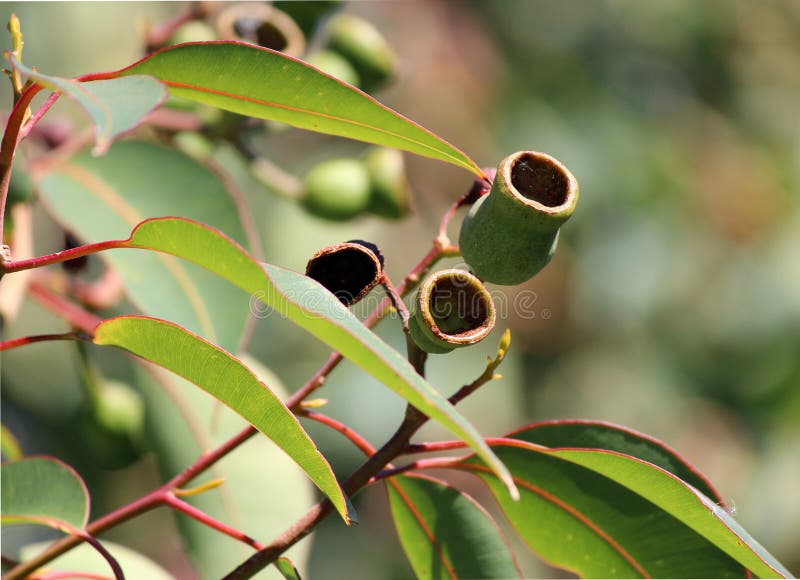 Australian Gumnuts on Eucalypt Tree.