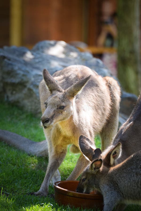 Australian Kangaroo is in the Zoo Habitat Stock Photo - Image of park ...