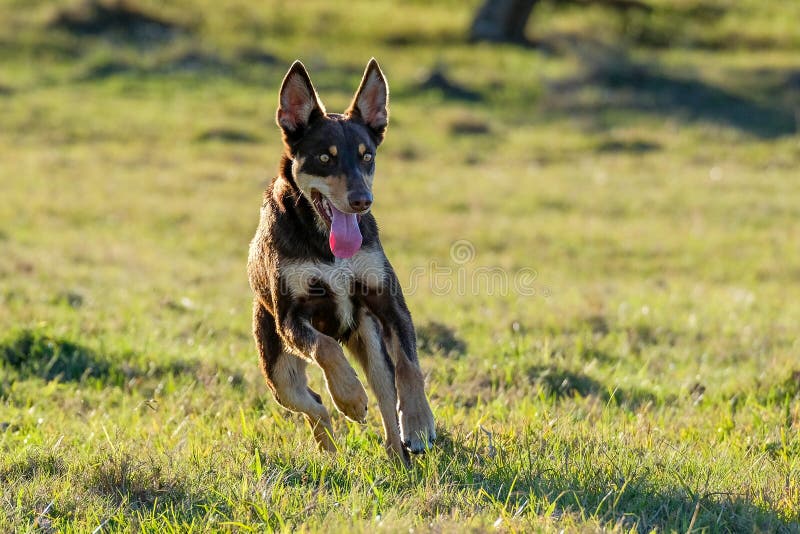 can a australian kelpie live in australia