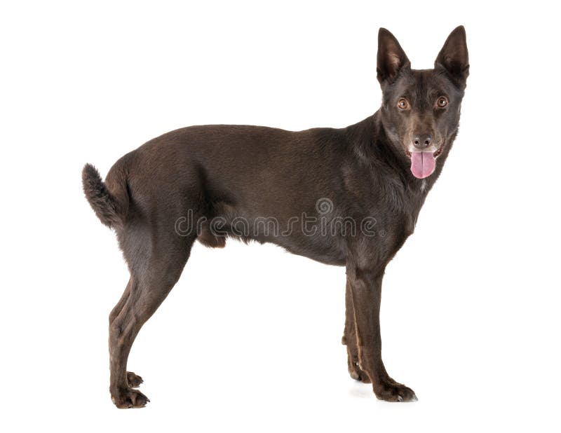 662 Australian Kelpie Stock Photos - Free & Royalty-Free Stock Photos ...