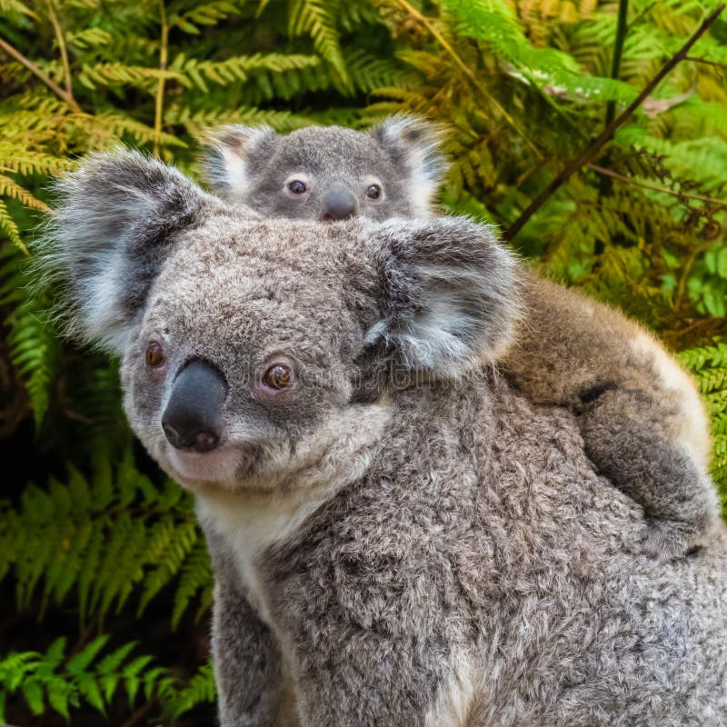 Australian Koala Bear Native Animal with Baby Stock Photo Image of