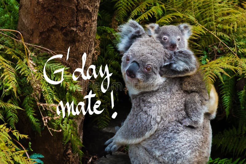 australian-koala-bear-native-animal-baby-g-day-mate-greeting-back-80151436.jpg