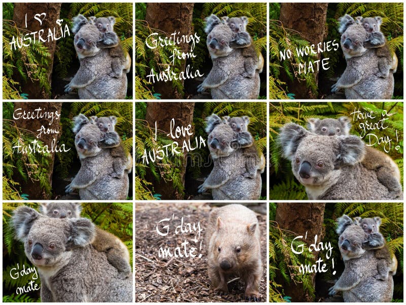 Baby Koala Wallpaper Stock Photos - Free & Royalty-Free Stock Photos from  Dreamstime
