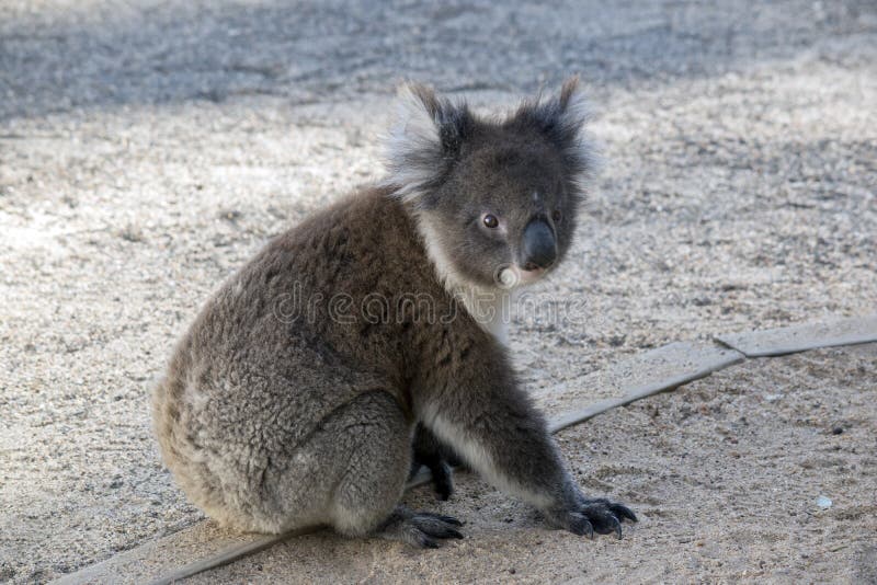 The Australian Koala is Resting on the Ground Stock Image Image of
