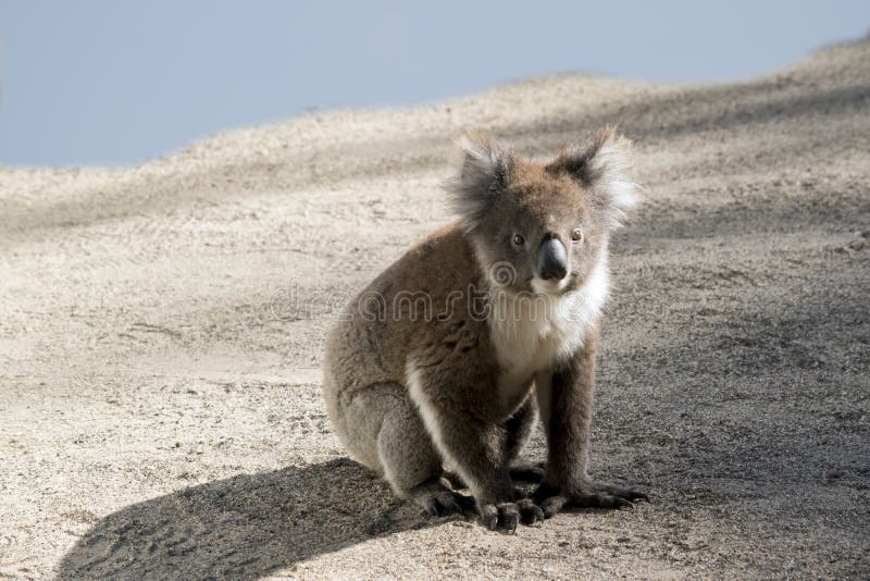 This is an Australian Koala Sitting on the Ground Stock Image Image