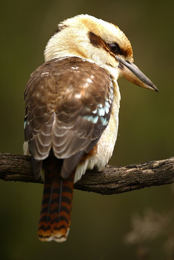 Australian Kookaburra stock image. Image of laughing, native 7179241