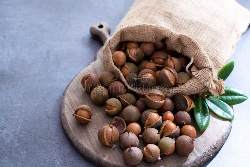 Australian Macadamia Nuts, Unpeeld Fresh Harvest Stock Image Image of
