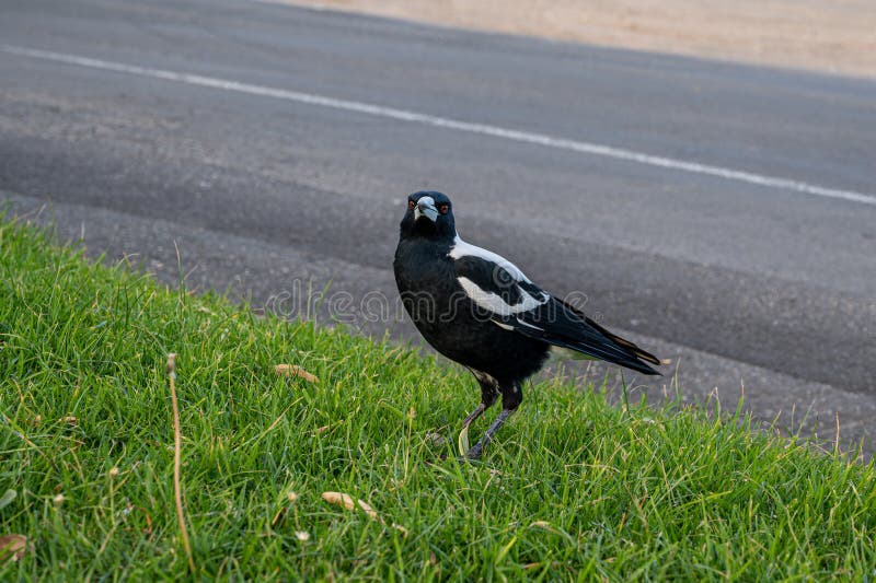 Australian Magpie, Gymnorhina tibicen, perched on the side of the road, Apollo Bay, Great Ocean Road, Australia
