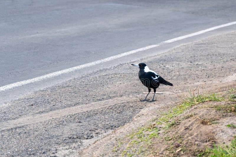 Australian Magpie - Gymnorhina tibicen - by the side of the road in Apollo Bay, Victoria, Australia
