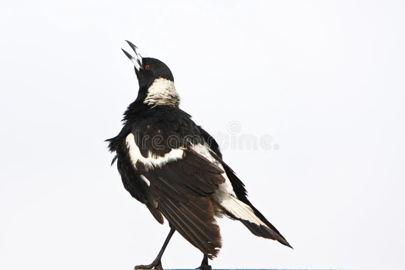 Australian Magpie Isolated on White Background Stock Image - Image of