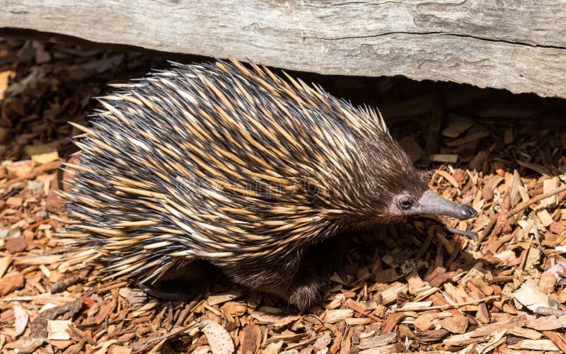 Echidna an Unique Animal only Found in Australia Stock Photo - Image of  animals, nature: 131207928
