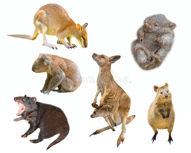 Australian marsupials isolated