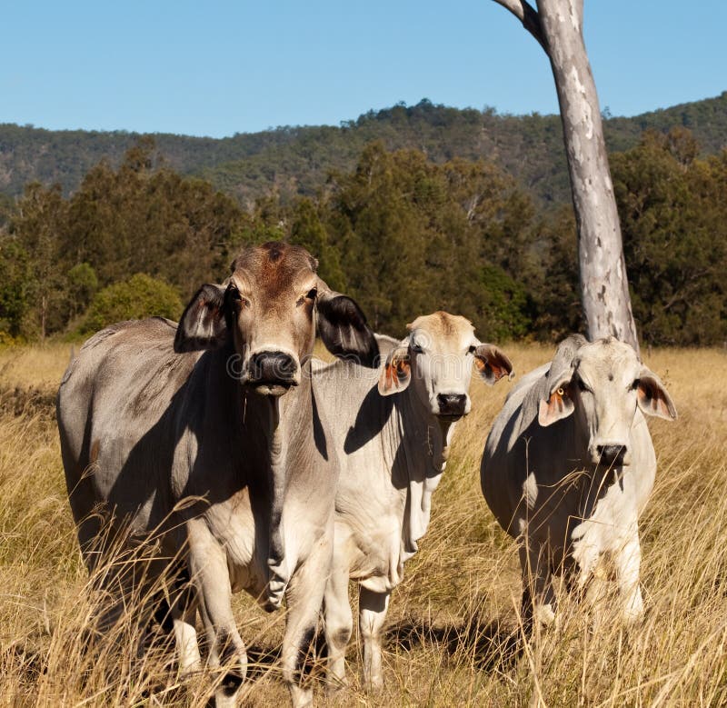 Australian meat industry brahman cattle in pasture. Brahman stock images, royalty-free photos and pictures