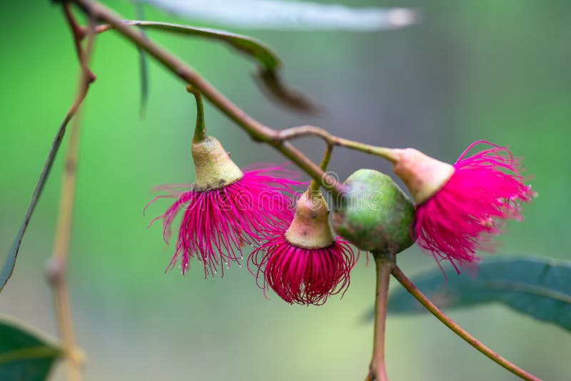Australian native Eucalyptus Leucoxylon Rosea tree stor roink blossom allmänt känd Redblommering Yellow Gum royaltyfria bilder