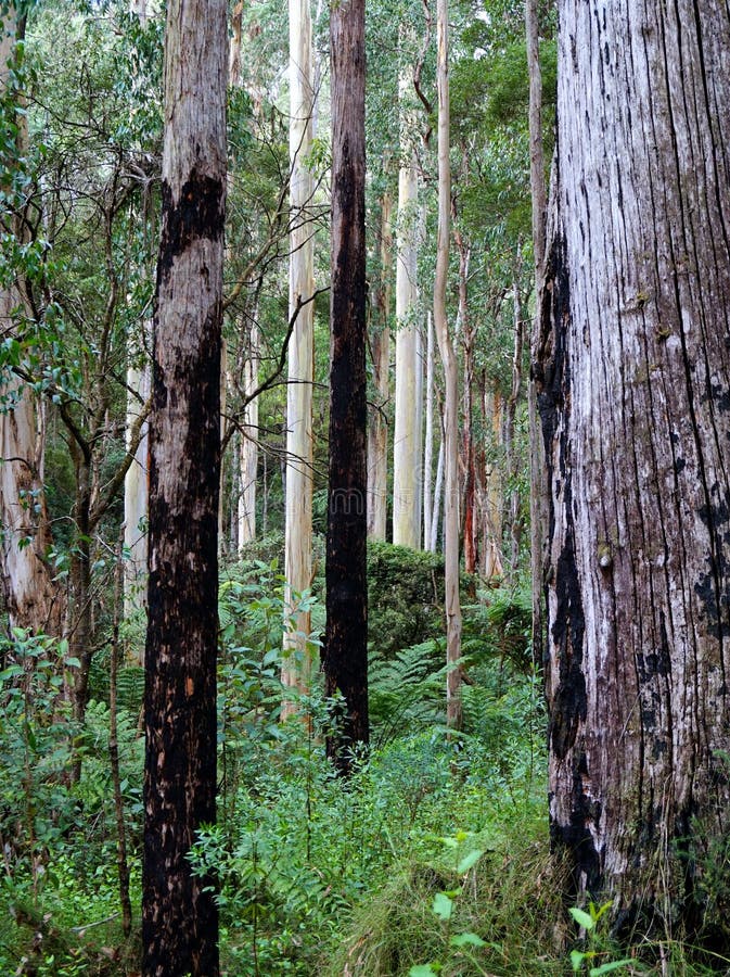 Australian Native Forest stock photo. Image of including - 68603720