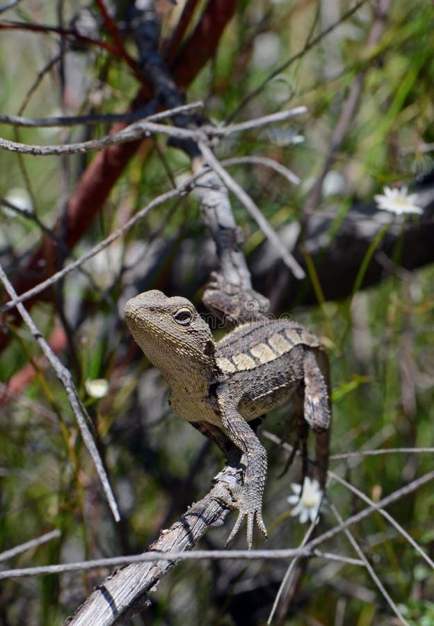 Jacky Lizard stock image. Image of australia, jacky - 218662985